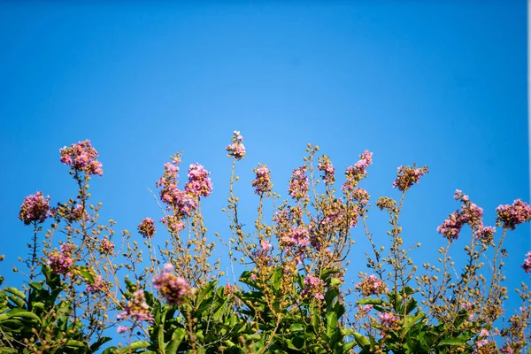 美しいラガストロミアのセロサは自然の美しさに満ちています ストック写真