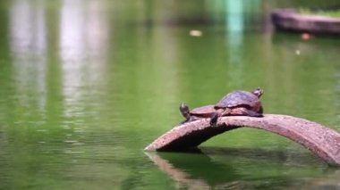 Kaplumbağa halka açık havuzda.