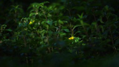 Sarı ışınları ve daha koyu sarı merkezleri olan yalnız papatya benzeri çiçekler. Çiçekler soldukça, dallar dallanıp çiçek açar..