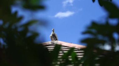 Halka açık bahçede yürüyen güvercin. .