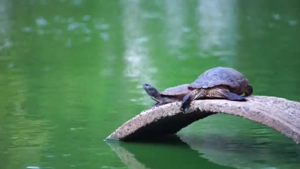 Черепаха Общественном Бассейне — стоковое видео