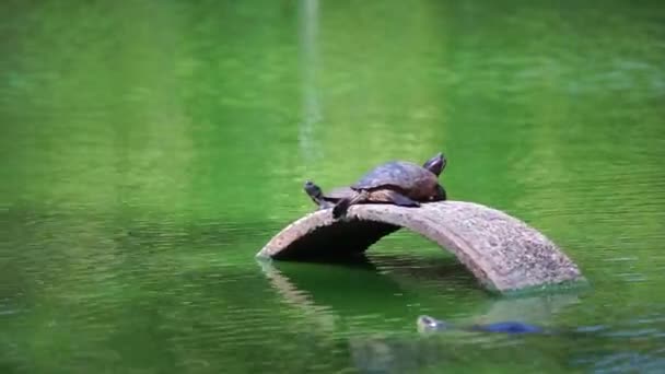 Schildkröte Öffentlichen Schwimmbad — Stockvideo