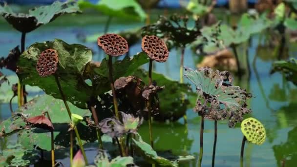 Les Fleurs Lotus Sur Eau Sont Belles Paisibles — Video
