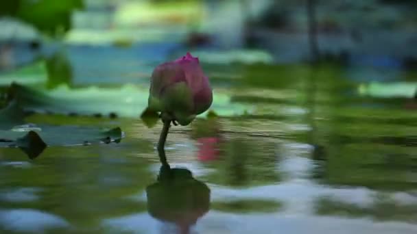 水の上の蓮の花は美しく 平和に見える — ストック動画