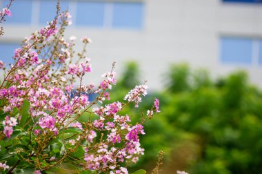 Güzel Lagerstroemia türü doğal güzelliklerle doludur..