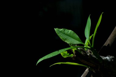 Siyah arkaplanda, kopyalama alanı olan yeşil bir bitkiyi kapat.