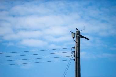 Kuşun dış hatları, hafif bir esintiyle dalgalanan tüyleriyle keskin bir şekilde tanımlanır ve duruşu bir huzur ve özgürlük hissi yayar..