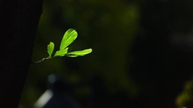 Siyah arkaplanda, kopyalama alanı olan yeşil bir bitkiyi kapat.