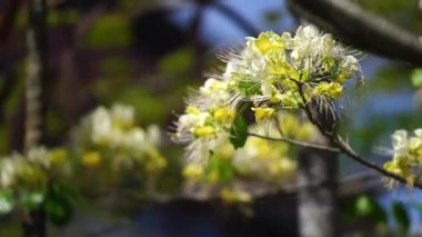 Kiraz çiçeği (kiraz çiçeği) kiraz ağacının çiçeğidir. Pek çok çeşidi var. Sakura türleri yaygındır.