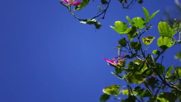 Det Perenn Växt Som Klassificerad Baljväxter Frukten Kapsel Som Liknar — Stockvideo