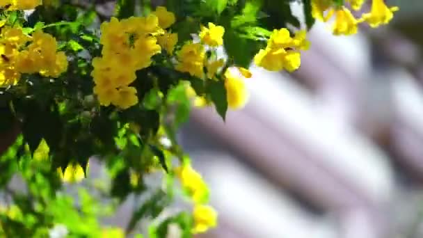 Žlutá Starší Květina Která Vypadá Jasně Dává Osvěžující Pocit — Stock video