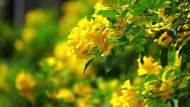 Žlutá Starší Květina Která Vypadá Jasně Dává Osvěžující Pocit — Stock video