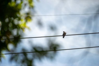 Kuşun dış hatları, hafif bir esintiyle dalgalanan tüyleriyle keskin bir şekilde tanımlanır ve duruşu bir huzur ve özgürlük hissi yayar..