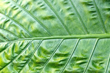 Yumuşak ışıkta yaprak dokusu .