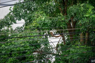 Meraklı bir sincap, yeşil yemyeşil ağaçlarla çevrili elektrik hatları boyunca ustalıkla manevra yapar. Canlı bir ortamda kentsel yaban hayatının ve doğanın kesişimini gözler önüne serer..