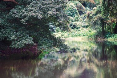 Bereketli ormanlarla çevrili sakin bir nehir manzarası. Huzurlu sularla dolu. Sakin bir atmosfer yaratıyor. Rahatlamak için mükemmel..