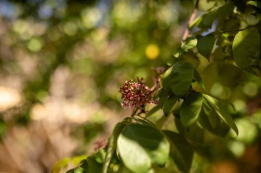 Narin pembe bir çiçek canlı yeşil yaprakların arasından bakar ve yumuşak bir odak etkisi yaratır. Bu büyüleyici görüntü doğanın güzelliğini vurgular..