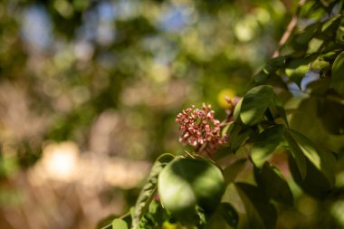 Bereketli yeşil yaprakların arasına yuva yapmış, güneş ışığıyla aydınlanmış bir ortamda doğanın güzelliğini ve sükunetini yakalayan büyüleyici bir pembe çiçek görüntüsü..