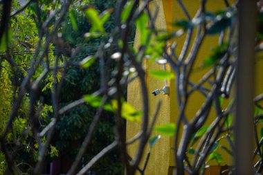 Dalların arasına yerleştirilmiş bir CCTV kamerasının detaylı bir görüntüsü, canlı yeşilliklerle çevrili bir kentsel ortamda güvenliğin özünü yakalıyor..