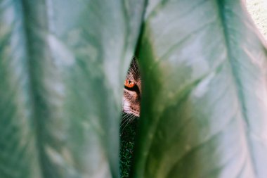 Bir kedinin portakal renkli gözünün büyüleyici yakın çekimi yemyeşil yaprakların arasından bakarak doğadaki merak ve sükuneti yakalıyor. Hayvan severler için mükemmel..