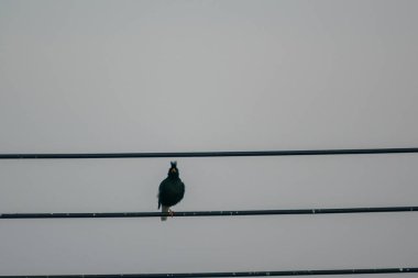 Huysuz, gri bir gökyüzüne karşı çerçevelenmiş, yalnız bir kuş elektrik hattında oturur. Görüntü, vahşi hayatın güzelliğini vurgulayan kentsel bir ortamda doğanın sükunetini yakalıyor..