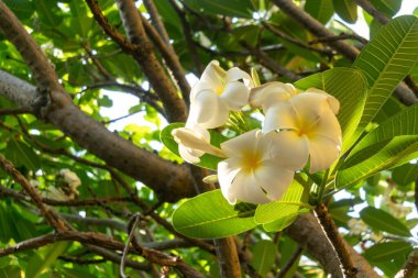 Bereketli yeşil yaprakların arasında açan büyüleyici beyaz Frangipani çiçeklerinin yakın plan görüntüsü, güneş ışığıyla dolu huzurlu bir ortamda doğanın güzelliğini yakalıyor..