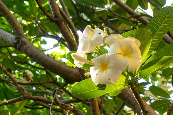 Bereketli yeşil yaprakların arasında açan büyüleyici beyaz Frangipani çiçeklerinin yakın plan görüntüsü, güneş ışığıyla dolu huzurlu bir ortamda doğanın güzelliğini yakalıyor..