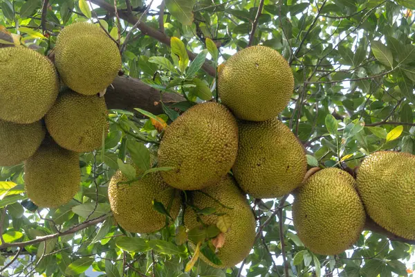 Yeşillik yeşil yapraklarla çevrili bir ağaç dalına sarkıyor. Bu görüntü tropikal tarım ve sağlıklı yaşamın özünü yakalar..