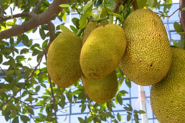 Ağaç dalında asılı duran taze yeşil meyvelerin yakın plan görüntüsü, açık hava ortamındaki canlı doku ve renkleri gözler önüne seriyor. Yemek ve doğa temaları için mükemmel..