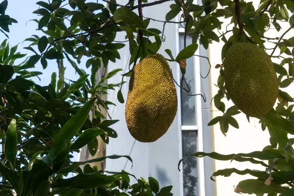 Yeşillik ağaçta sallanan meyveler tropikal tarımın özünü yakalar. Eşsiz dokuları ve canlı renkleri açık hava manzaralarını geliştirir, tazeliği sembolize eder..