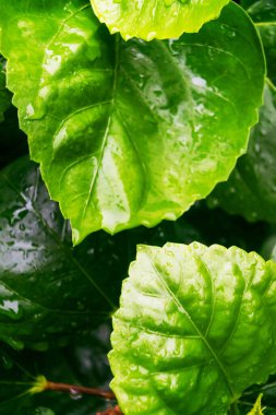 Yağmur damlalarıyla parlayan taze yeşil yaprakların yakın çekimi, karmaşık detaylar ve canlı renkler sergiliyor. Bu görüntü doğanın güzelliğini ve huzurunu yakalar..