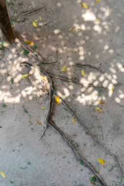 Güneş ışığıyla aydınlanan, yere yayılan ağaç köklerinin yakın plan görüntüsü yumuşak gölgeler yaratarak doğanın güzelliğini ve huzurunu yakalıyor..