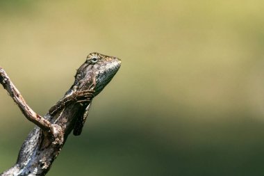 Bir dala tünemiş bir kertenkelenin yakın çekimi, doğanın güzelliğini yansıtan yumuşak, bulanık bir arka plana karşı karmaşık dokusunu ve renklerini sergiliyor..