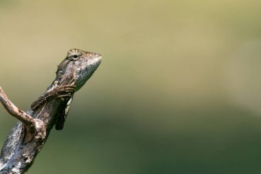 Bir kertenkele, eşsiz dokusunu ve renklerini sergileyerek bir dalın üzerinde dinlenir. Bu görüntü doğal ortamında vahşi yaşamın sakin ve dikkatli doğasını yakalar..