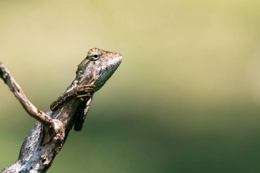 Bir dalda dinlenen kamufle olmuş bir kertenkelenin yakın plan çekimi yumuşak yeşil bir arka planda dokulu derisinin karmaşık detaylarını gözler önüne seriyor. Vahşi yaşam fotoğrafçılığı için ideal..