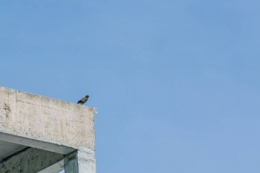 Beton bir binanın kenarına tüneyen yalnız bir kuş berrak mavi bir gökyüzüne karşı. Bu görüntü, şehir vahşi yaşamını eşsiz bir mimari ortamda yakalıyor..