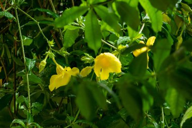 Büyüleyici sarı bir çiçek yemyeşil yaprakların arasında duruyor, doğanın güzelliğini gözler önüne seriyor. Su damlacıkları yaprakların üzerinde parlıyor, sakin bahçe sahnesini güçlendiriyor..