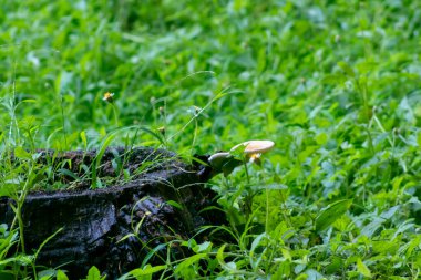 Etrafı yemyeşil çimenler ve narin kır çiçekleriyle çevrili yosun kaplı bir kütük içeren sakin bir orman sahnesi. Doğa temaları için mükemmel.