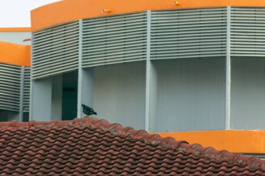 Yalnız bir kuş, arka planda turuncu bir aksanı olan modern bir binayla fayanslı bir çatıda oturur ve doğa ile şehir yaşamı arasında bir zıtlık yaratır..