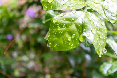 Su damlacıklarıyla süslenmiş taze yeşil yapraklar yağmurdan sonra doğanın güzelliğini yakalıyor. Bu canlı görüntü bir dinginlik ve tazelik hissi veriyor..