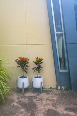 İki saksı bitkisi modern bir binanın yanında duruyor. Yumuşak sarı bir duvara karşı canlı yapraklar sergiliyorlar. Açık havada davetkar bir atmosfer yaratıyorlar..