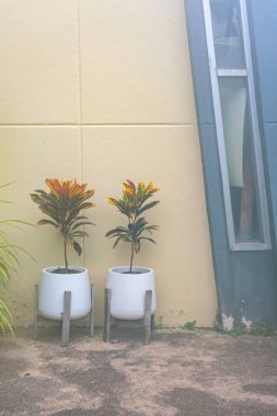 İki canlı saksı bitkisi zarif bir kent duvarına karşı duruyor, modern tasarımı doğanın dokunuşuyla sergiliyorlar. Dekor ilhamı için ideal.