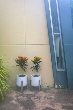 Zarif saksılardaki parlak tropikal bitkiler modern bir dış görünüşü geliştirir. Dekor için ideal, kentsel alanlarda doğanın güzelliğini gözler önüne sermek..