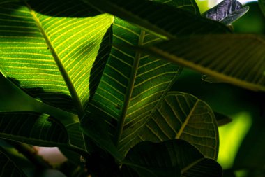 Canlı yeşil yaprakların büyüleyici yakın çekimi, yaprakların arasından süzülen hafif güneş ışığıyla güçlendirilmiş karmaşık dokular ve desenler sergiliyor..