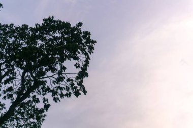 Yumuşak bir gökyüzüne karşı yemyeşil bir ağacın güzel silueti, narin dalları ve yaprakları aydınlatıyor. Doğa ve açık hava temaları için mükemmel.