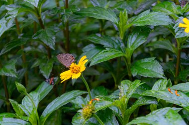 Çevresi yemyeşil yapraklarla çevrili canlı sarı bir çiçeğin üzerinde dinlenen bir kelebeğin yakın plan görüntüsü, sakin bir ortamda doğanın güzelliğini gözler önüne seriyor..