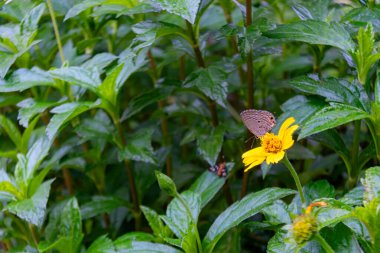 Narin bir kelebek, yemyeşil yaprakların arasında canlı sarı bir çiçeğin üzerinde uzanır. Doğanın güzelliğini ve sakin bir açık hava ortamının özünü yakalar..