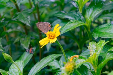 Narin bir kelebek yemyeşil bir bahçedeki parlak sarı çiçeğe dayanır. Doğanın güzelliğini ve tozlayıcıların önemini vurgular..