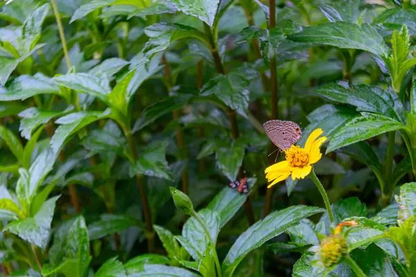 Narin bir kelebek, yemyeşil yaprakların arasında canlı sarı bir çiçeğin üzerinde uzanır. Doğanın güzelliğini ve sakin bir açık hava ortamının özünü yakalar..