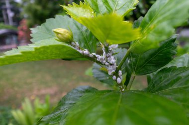 Bu yakın çekim bir bitkinin üzerindeki böcek istilasını gösteriyor, yeşil yapraklardaki zararlıları vurguluyor. Haşere kontrolü ve bitki sağlığıyla ilgili çizimler için ideal.